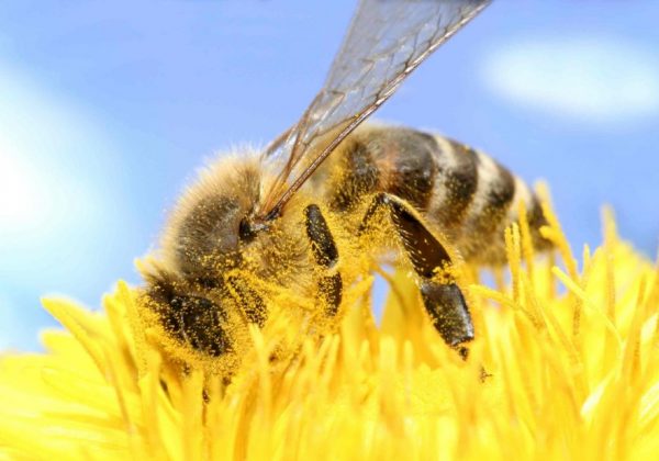 polinização-abelhas-insetos-flores